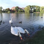 Staw w Mysiadle i jego mieszkańcy.