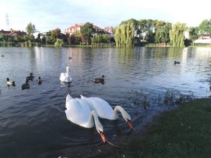 Staw w Mysiadle i jego mieszkańcy.