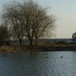 Zbiornik wodny w Nowej Woli. Po wodzie pływają kaczki.