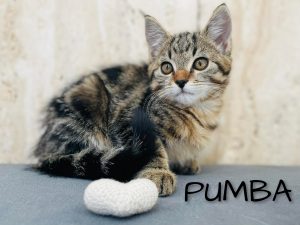 NA obrazku jest jasno-ciemny kotek i napis PUMBA.