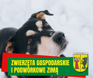 Na pierwszym planie pies na śniegu.