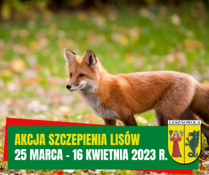 Żółty napis Akcja szczepienia lisów i biały napis 25 marca - 16 kwietnia 2023 r. na zielonym pasku. W tle znajduje się rudy lis na trawniku.