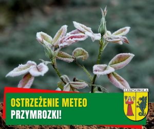 Żółty napis ostrzeżenie meteo i biały napis przymrozki! na zielonym pasku. Zaszronione liście i pączki róży.