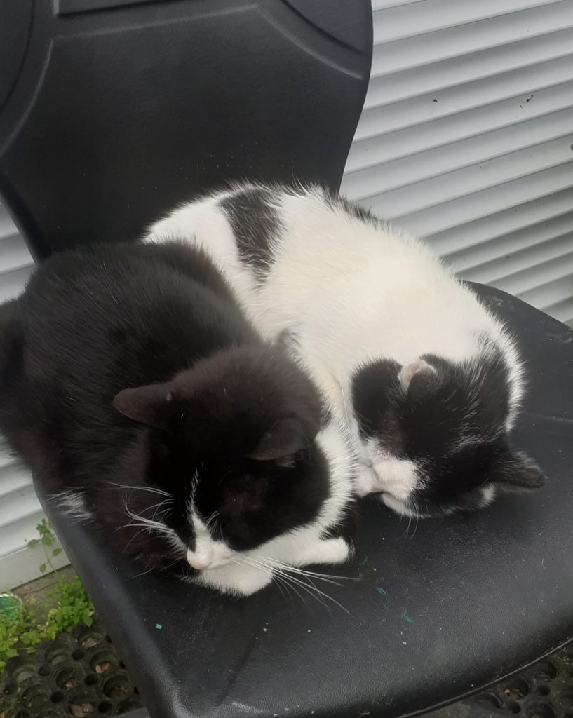 dwa śpiące kotki=biały i czarny