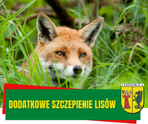 Lis, na zielonym pasku napis DODATKOWE SZCZEPIENIE LISÓW