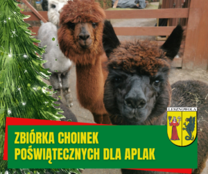 Na zdjęciu zbliżenie na dwie alpaki, po lewej stronie grafika z choinką świąteczną . Na zielonym pasku na dole napis: Poświąteczna zbiórka choinek dla alpak, po prawej herb Gminy lesznowola