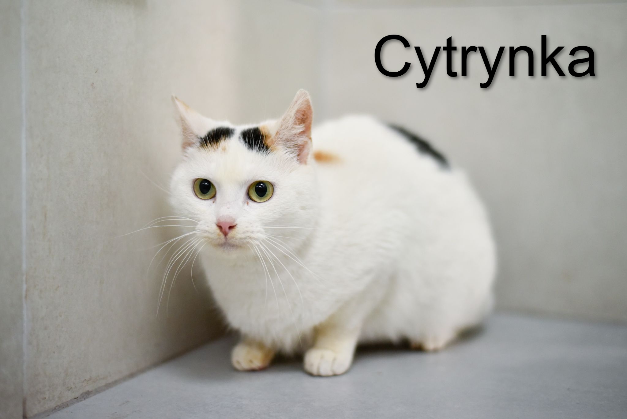 Kot CYTRYNKA