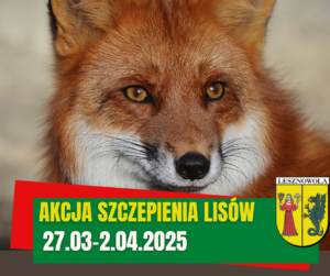 Lis. Na zielonym pasku napis Akcja szczepienia lisów 27.03-2.04