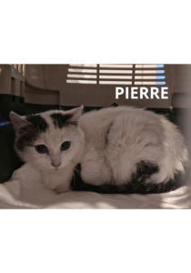 Na obrazku jest kot PIERRE