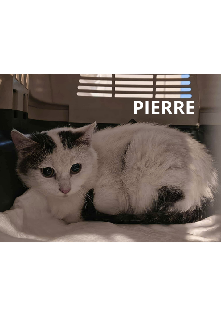 Na obrazku jest kot PIERRE