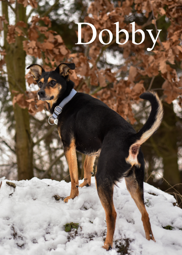 Piesek Dobby