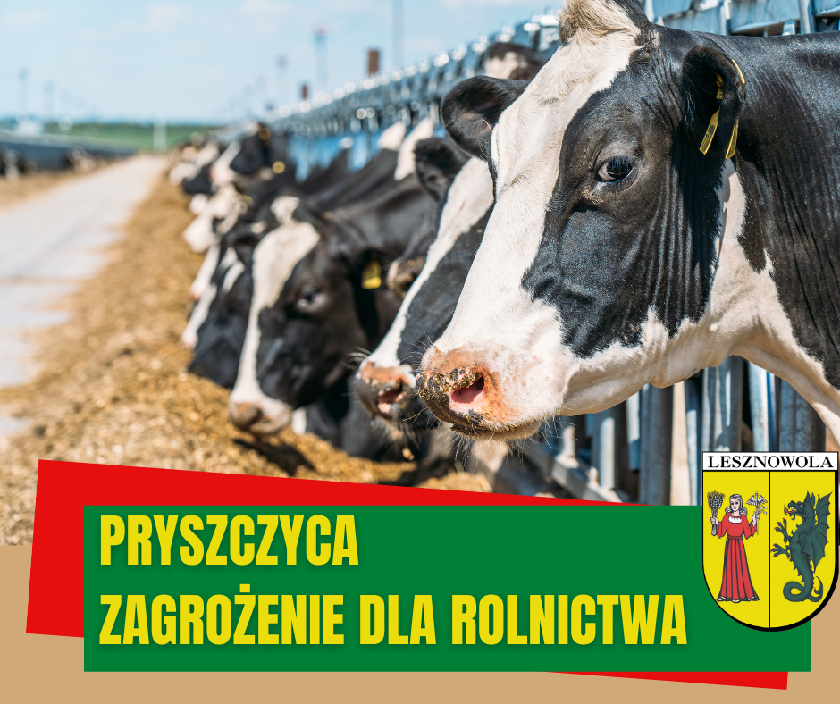 Pryszczyca – co należy wiedzieć?