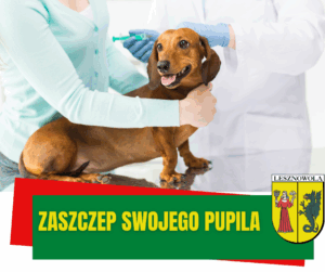 Jamnik u weterynarza. Na zielonym pasku napis ZASZCZEP SWOJEGO PUPILA