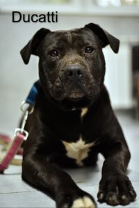 Czarny piesek z białą łatką. Napis DUCATTI