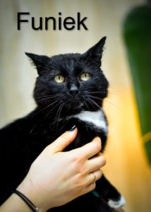 na obrazku widać czarnego kota z białą łatką