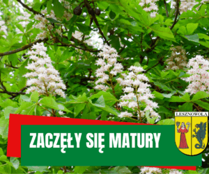 obrazek przedstawia kwitnące kasztany