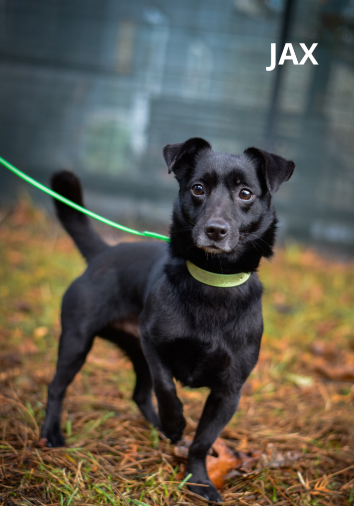 Na obrazku jest pies o imieniu JAX