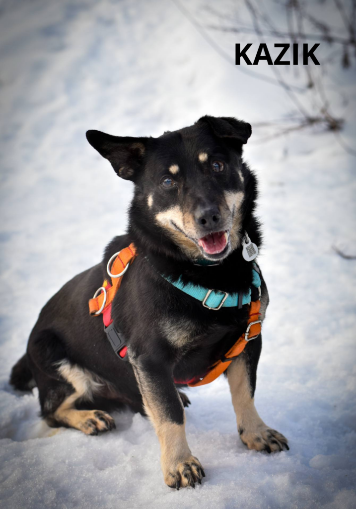 Na obrazku pies o imieniu KAZIK