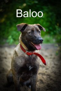 Na obrazku widać pieska z czerwoną obróżką