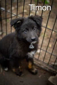 Na obrazku widać czarnego małego pieska