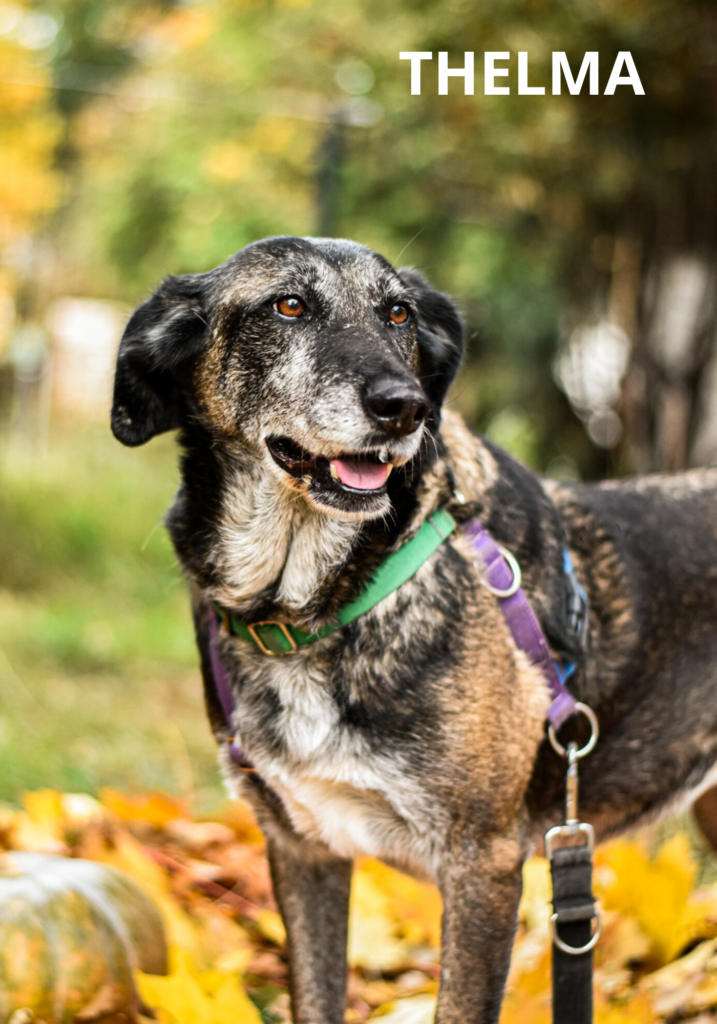 Na obrazku jest suczka o imieniu THELMA