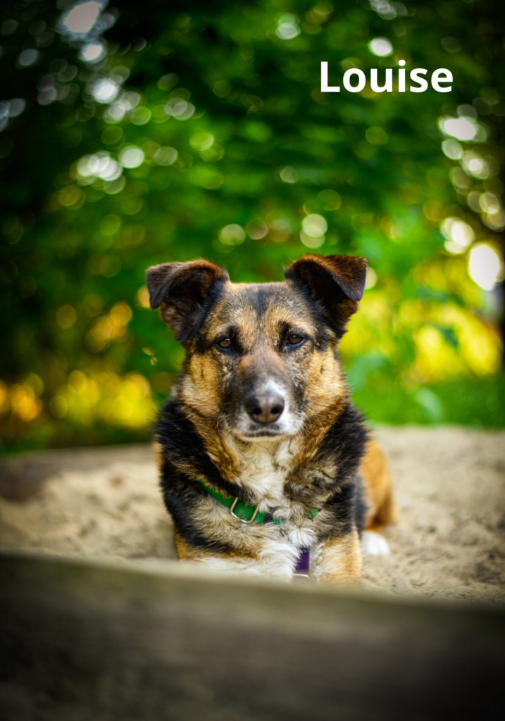 Na zdjęciu jest suczka Louise