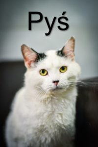 Na obrazku widać białego kotka z ciemnymi łatkami na głowie