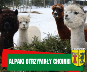 zdjęcie przedstawia pięć alpak w Wilczej Górze