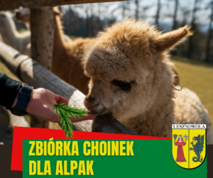 Alpaka jedząca choinkę. Na zielonym pasku napis Zbiórka choinek dla alpak