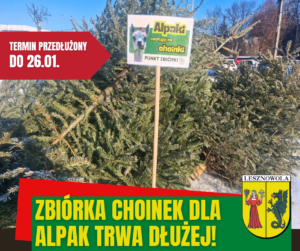 choinki, na zielonym pasku napis Zbiórka choinek dla alpak trwa dłużnej.