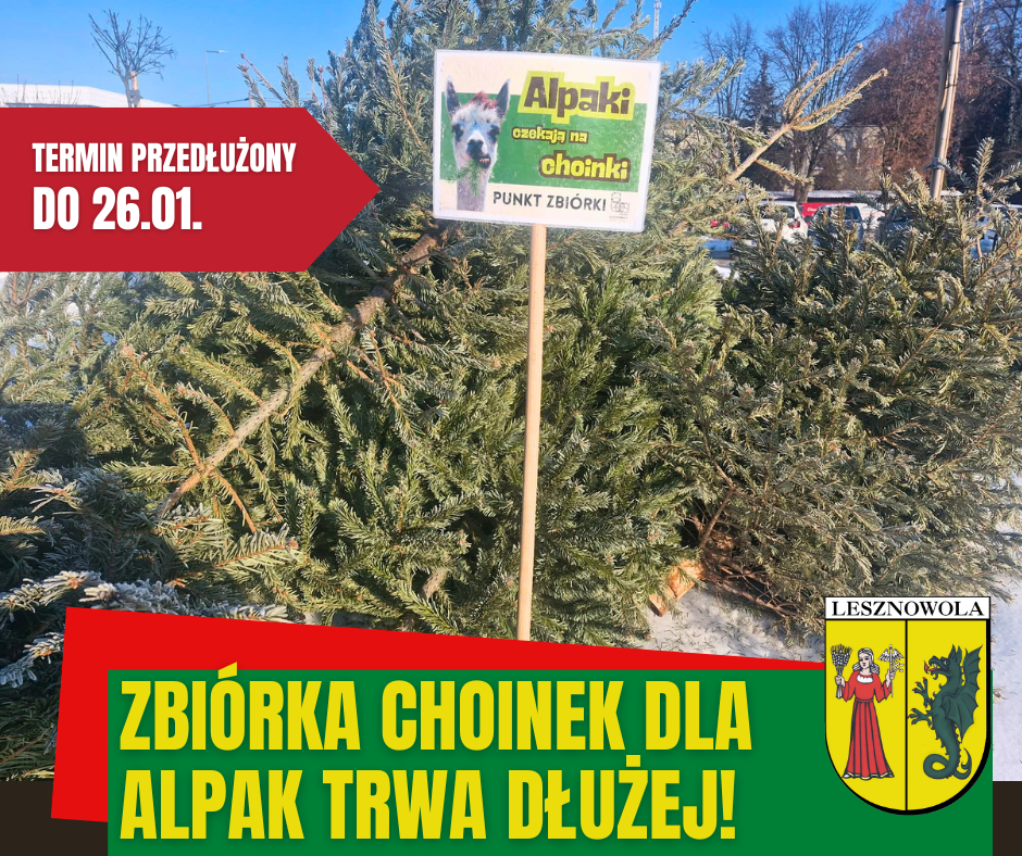 choinki, na zielonym pasku napis Zbiórka choinek dla alpak trwa dłużnej.