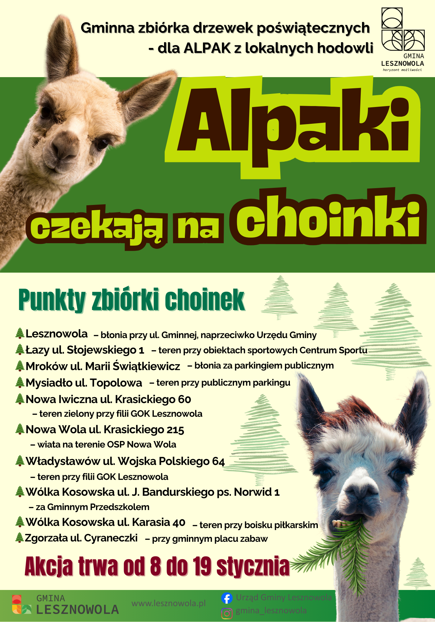 Twoja choinka może jeszcze uszczęśliwić alpakę