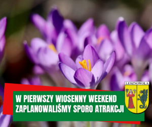 zdjęcia przedstawia kwitnące krokusy
