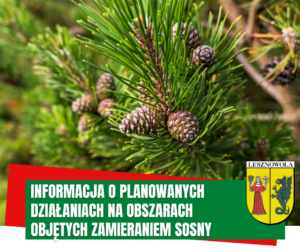 Na obrazku drzewo iglaste i szyszki