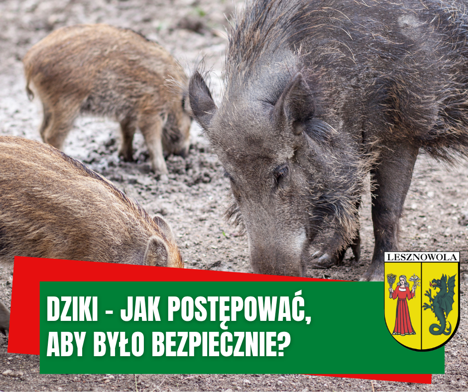 Grafika z lochą dzika oraz warchlakami i napisem; Dziki - jak należy postępować aby było bezpiecznie.